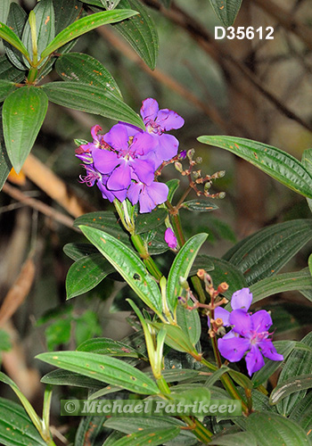 Tibouchina granulosa